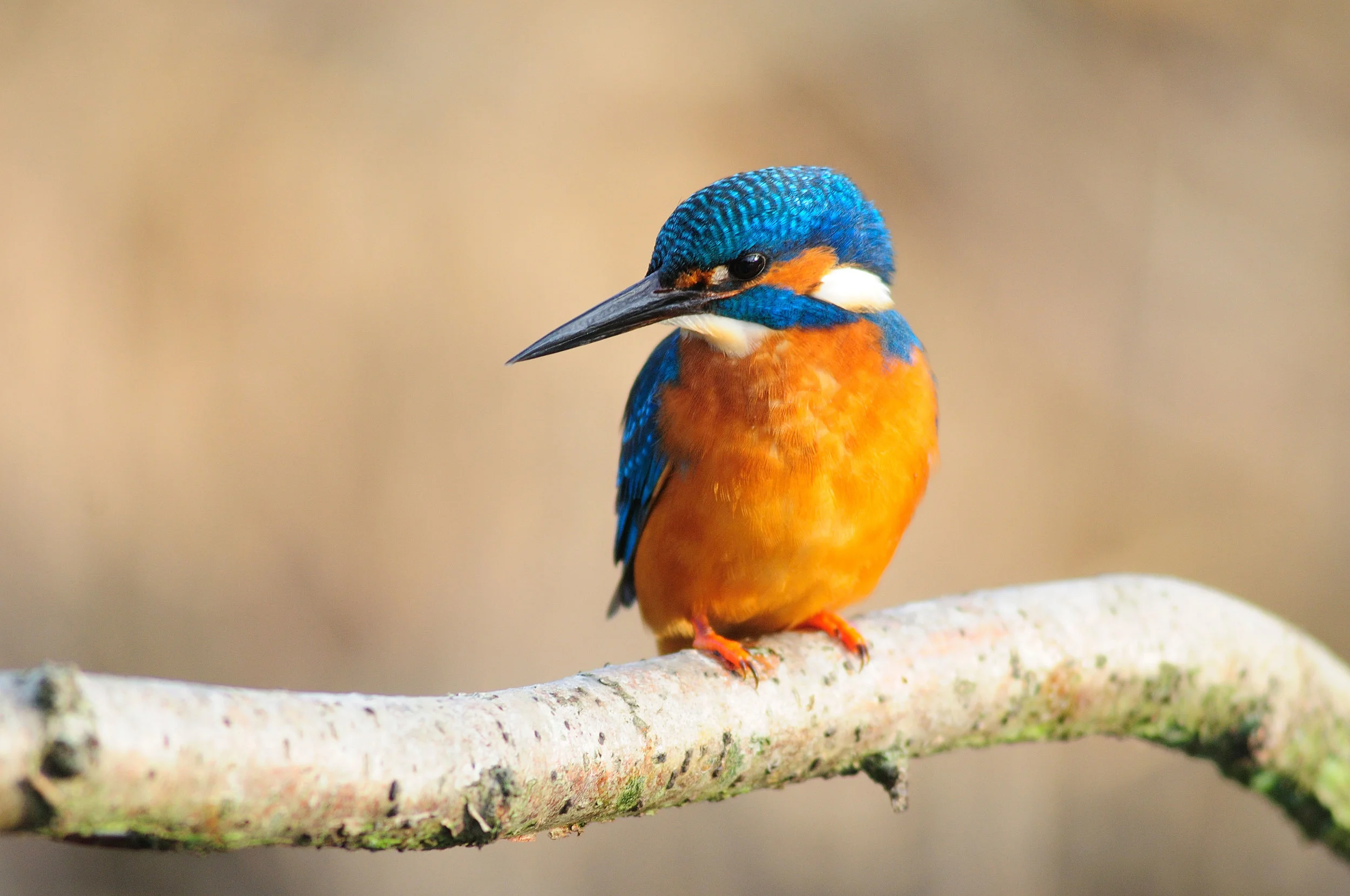 Note that from the front, Kingfishers are predominantly orange