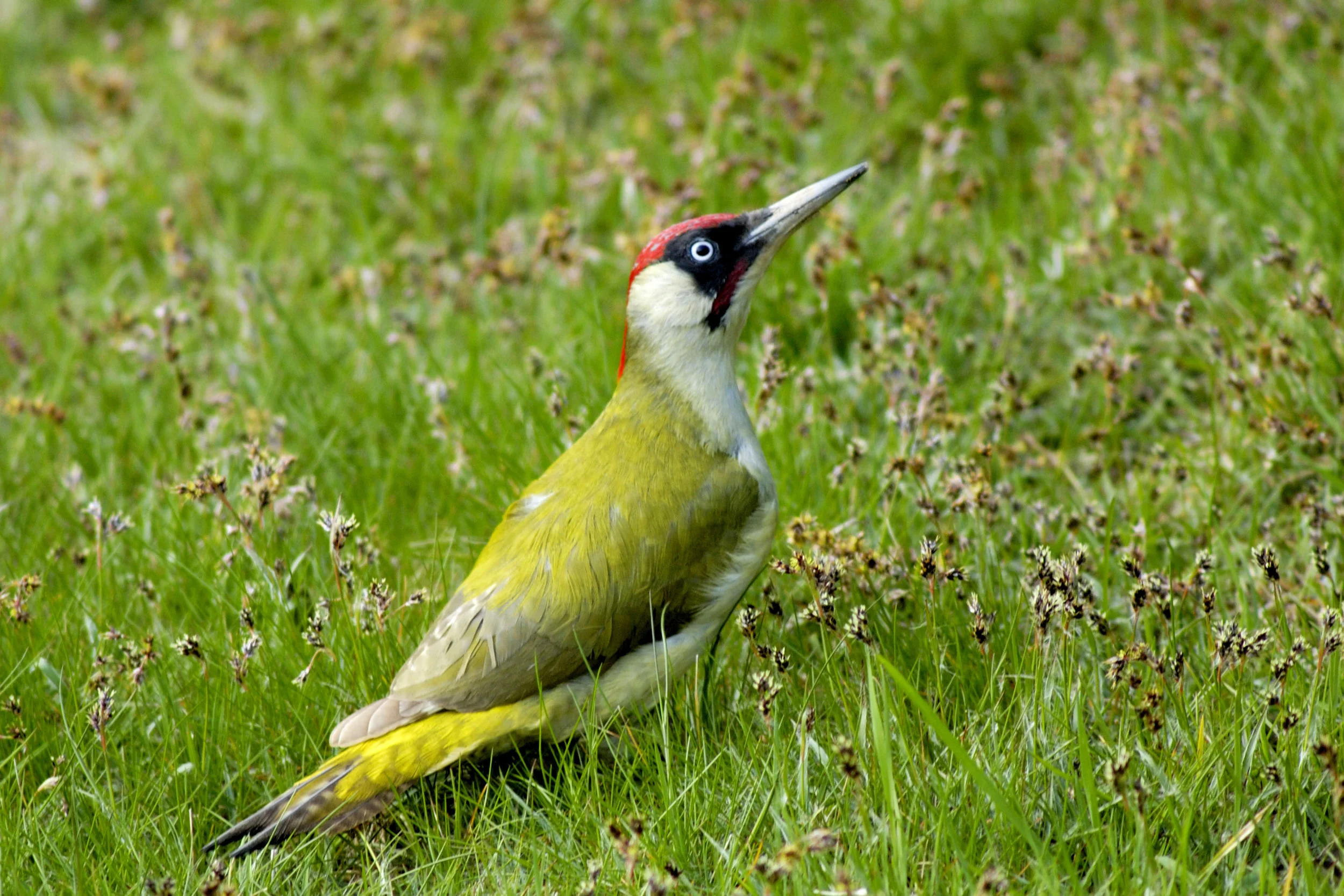 Green Woodpecker feeding on the ground. Note this is an adult male, as told by the red in the 'moustache' (females have a black 'moustache')