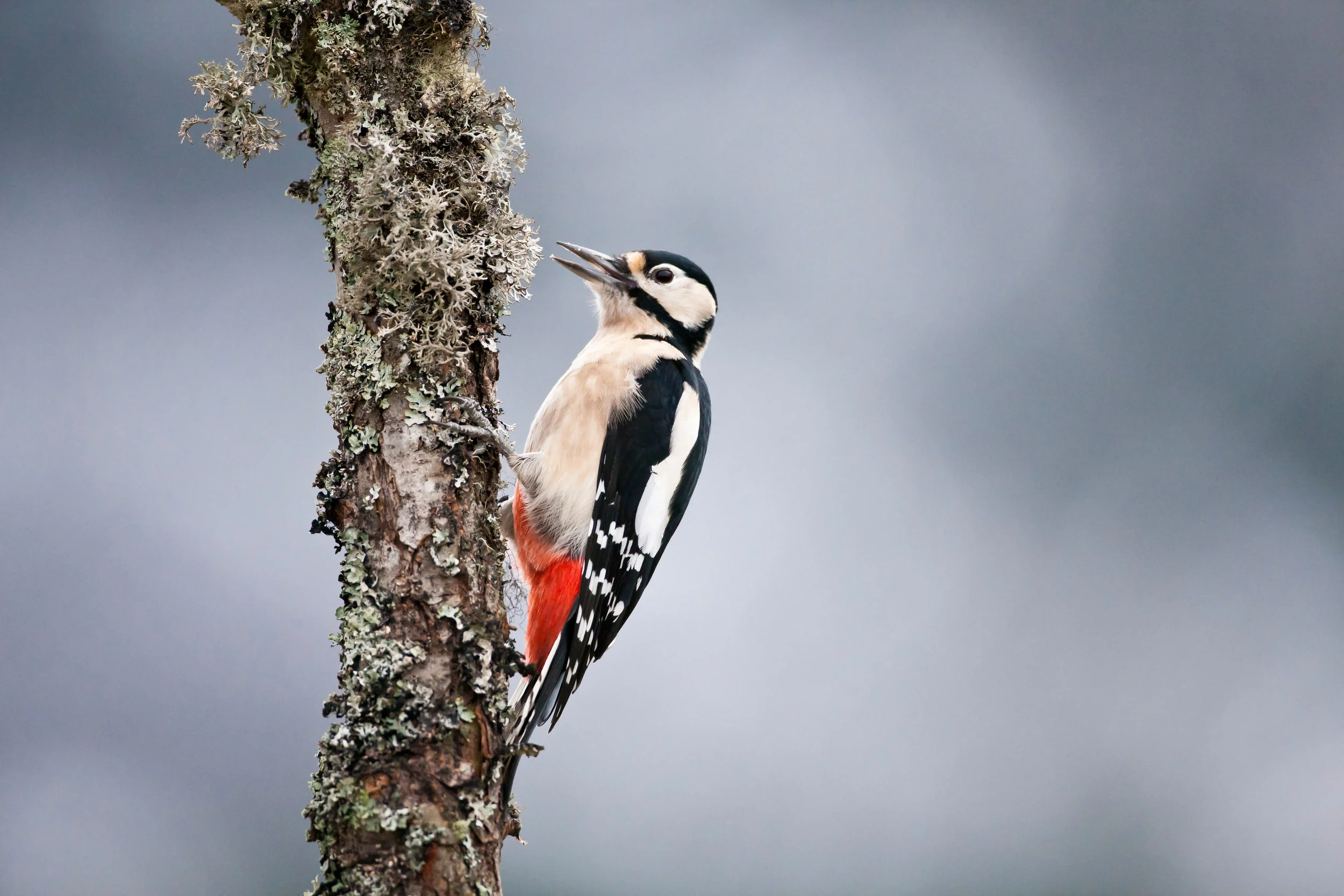 Great Spotted Woodpecker. Note this is an adult female, as told by the lack of red on the nape (which males have). Juveniles have red crowns