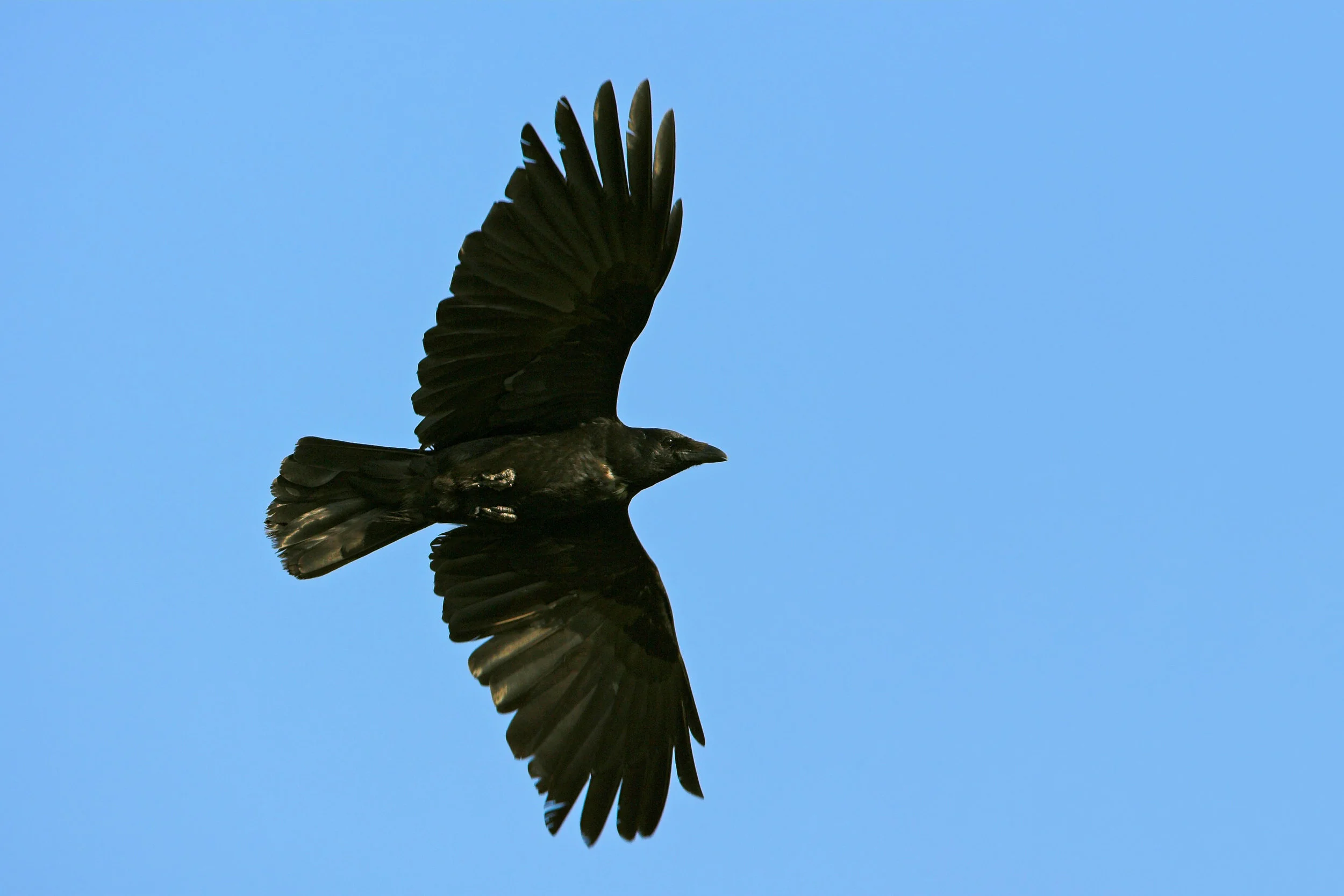 Carrion Crow