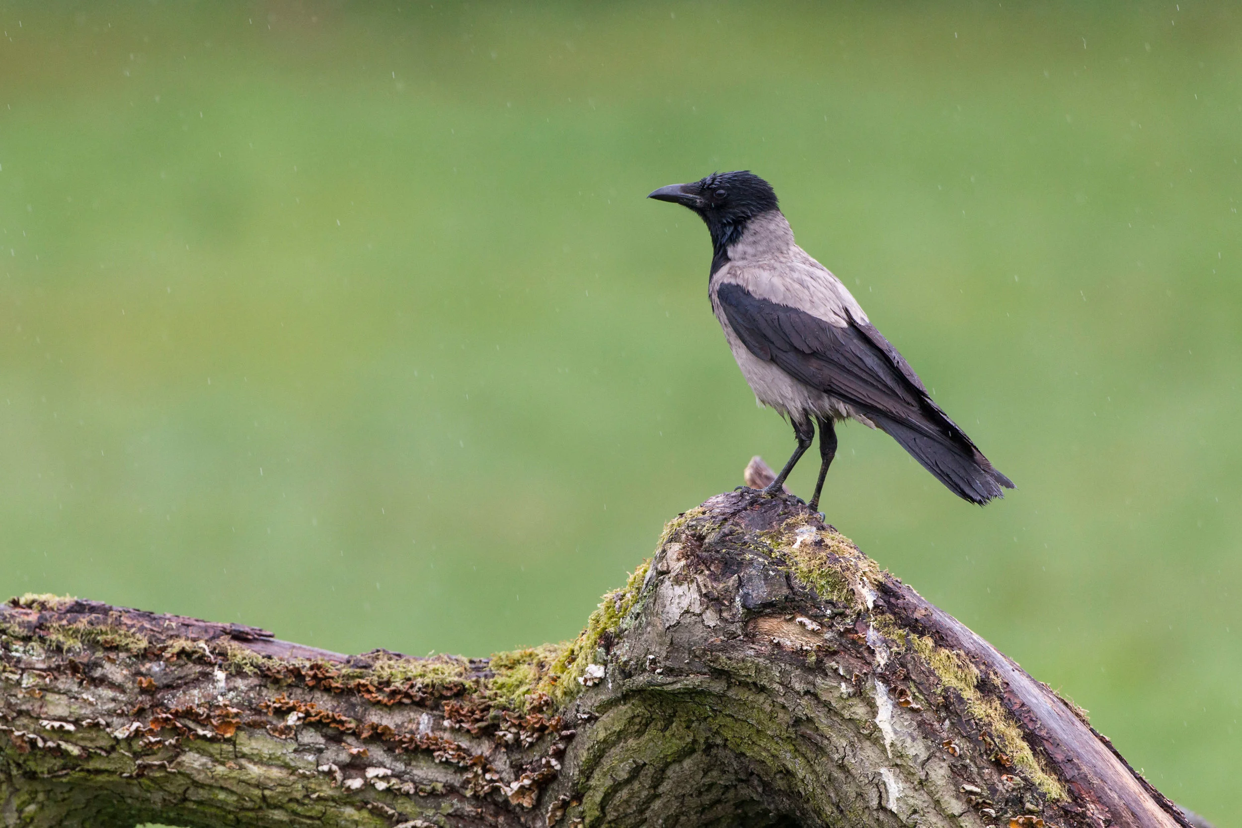 Hooded Crow