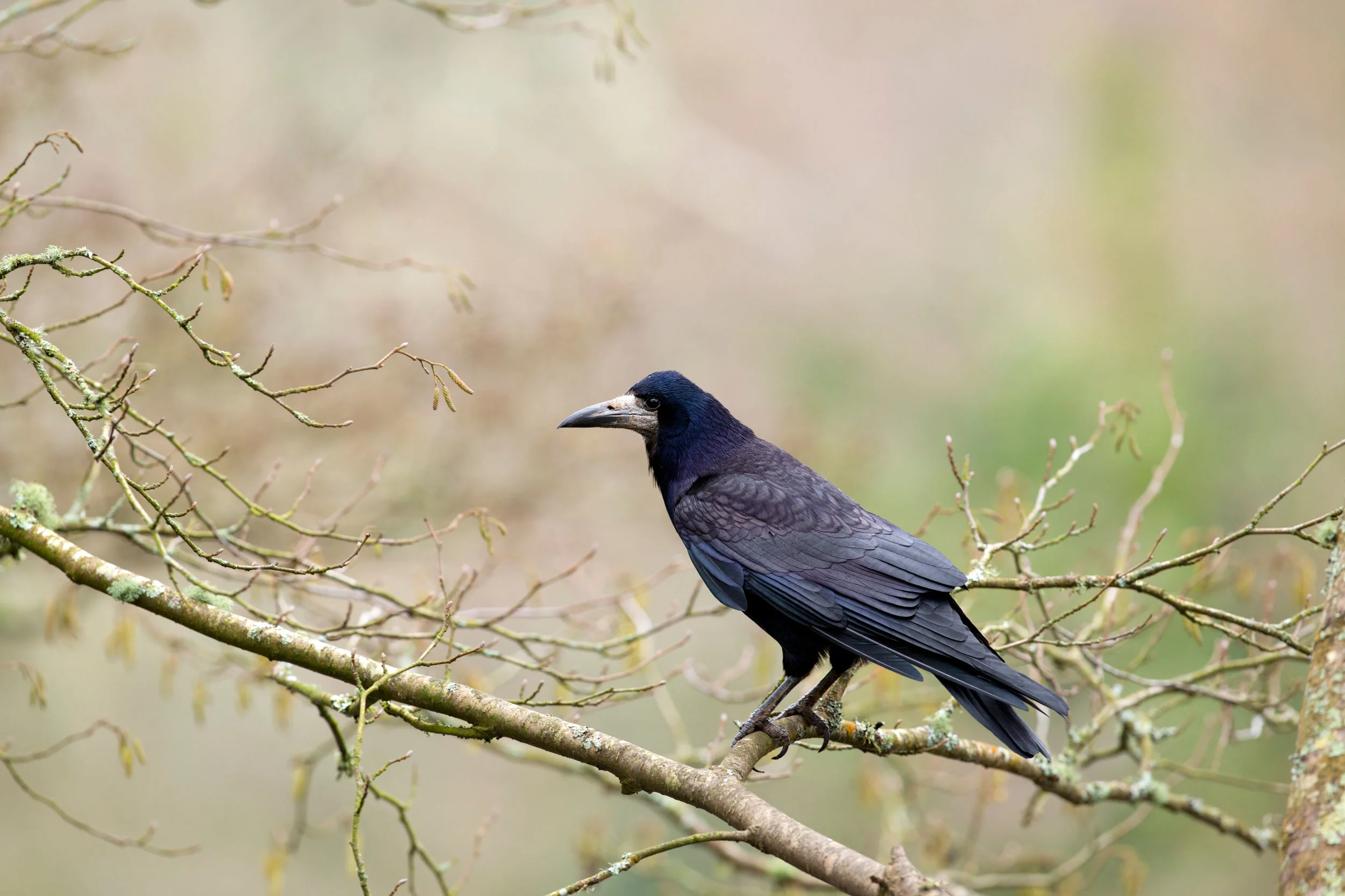 Rook