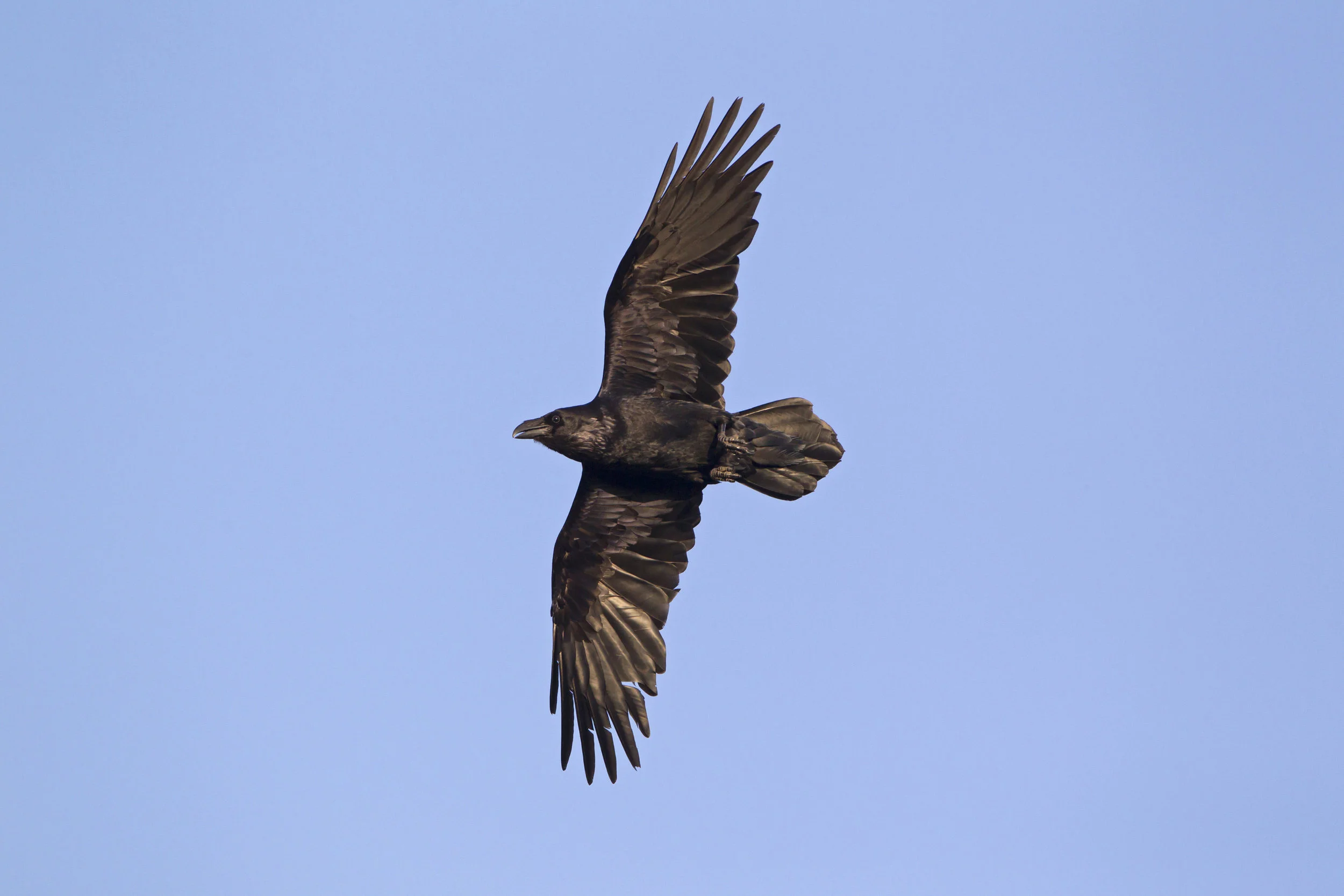 Raven