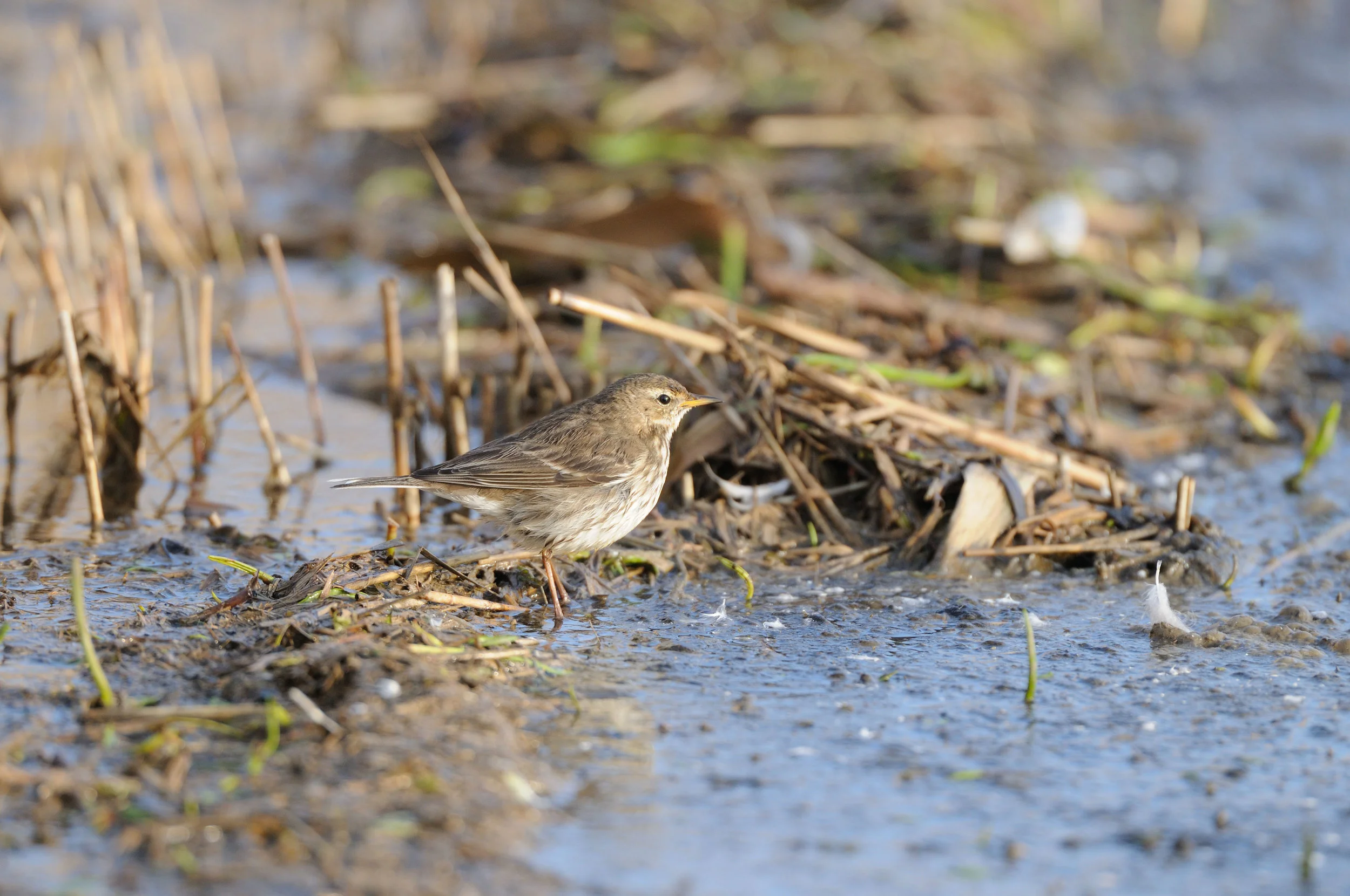 Water Pipit (winter plumage)