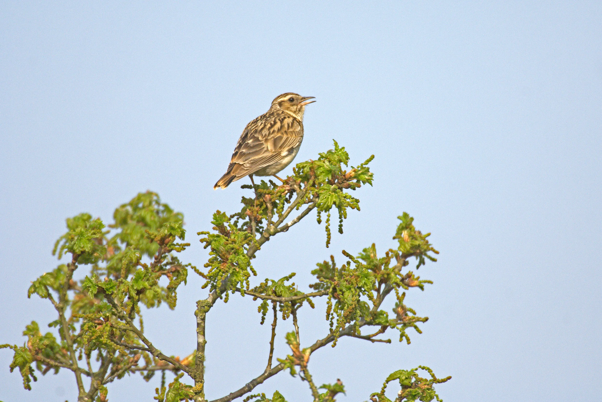 Singing Wood Lark