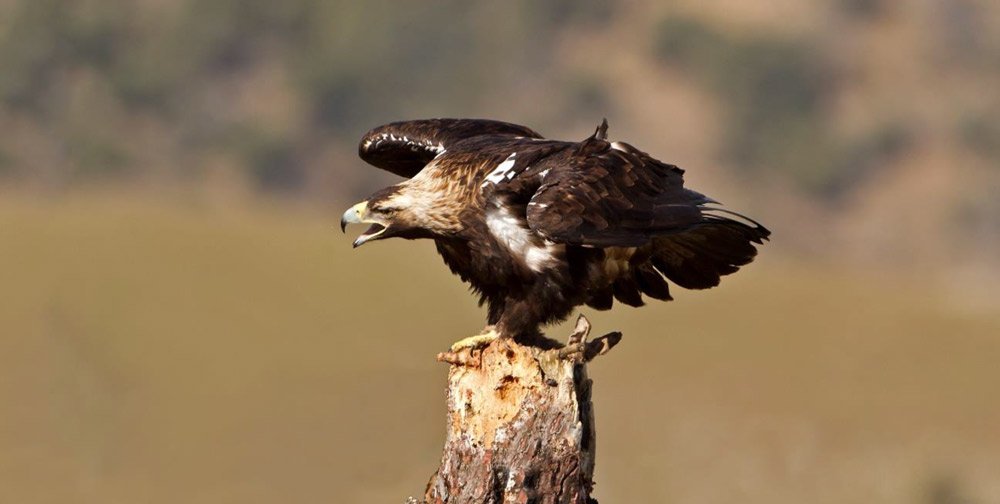 Spanish imperial eagle photo credit Birding Extremadura