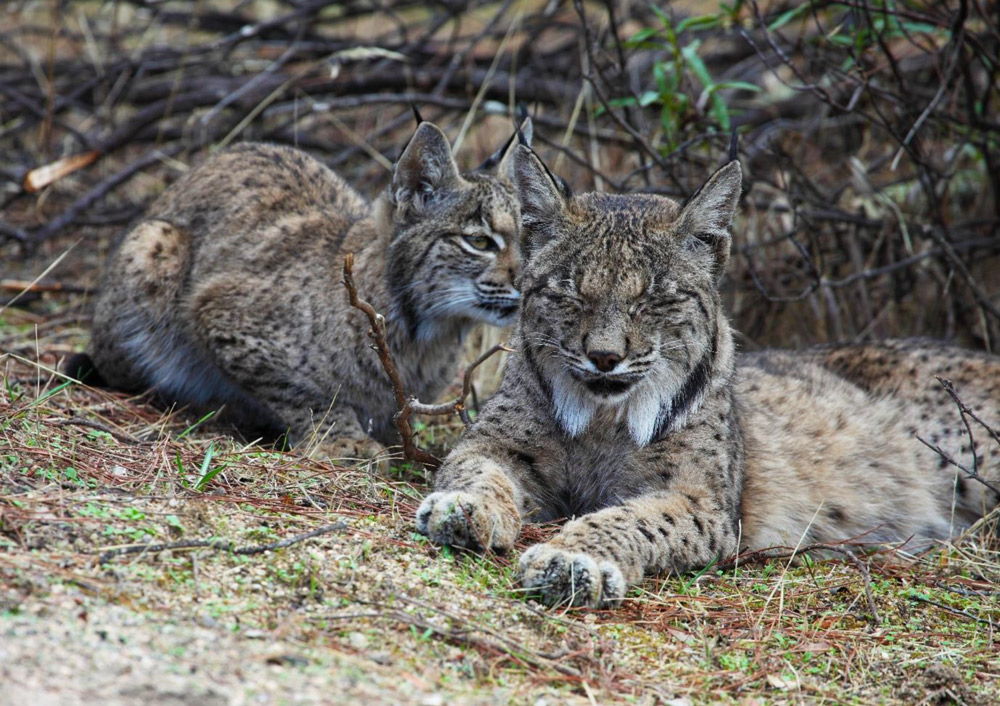 Iberian lynx photo credit Iberian Lynx Land