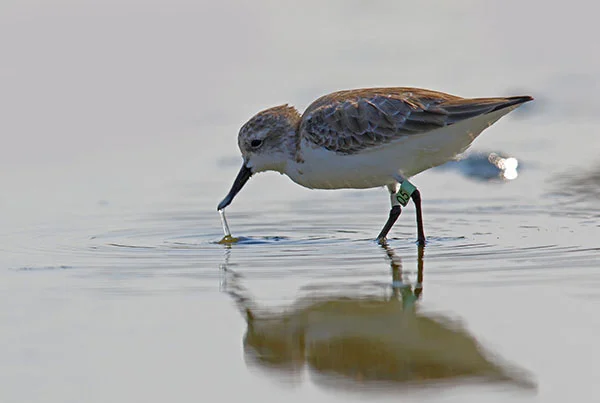 Spoon-billed-sandpiper_1_preview.jpg