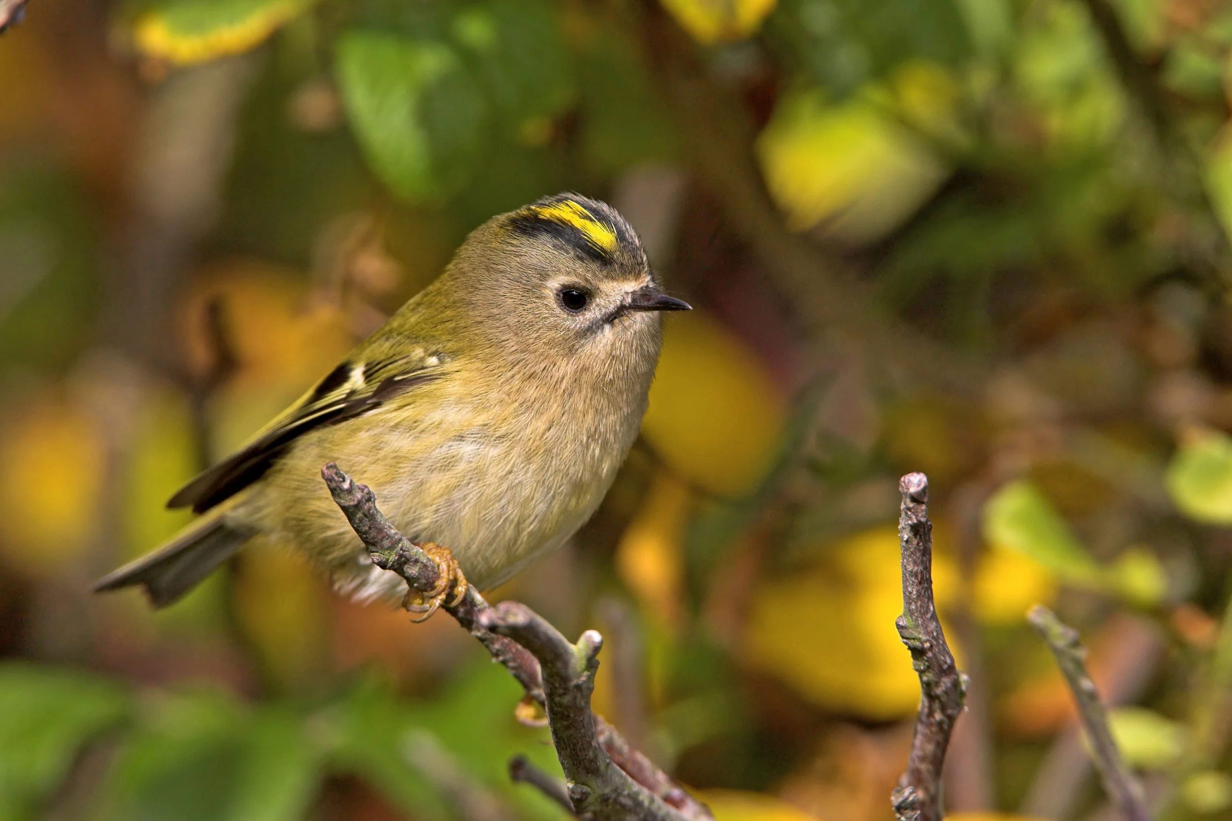 Goldcrest