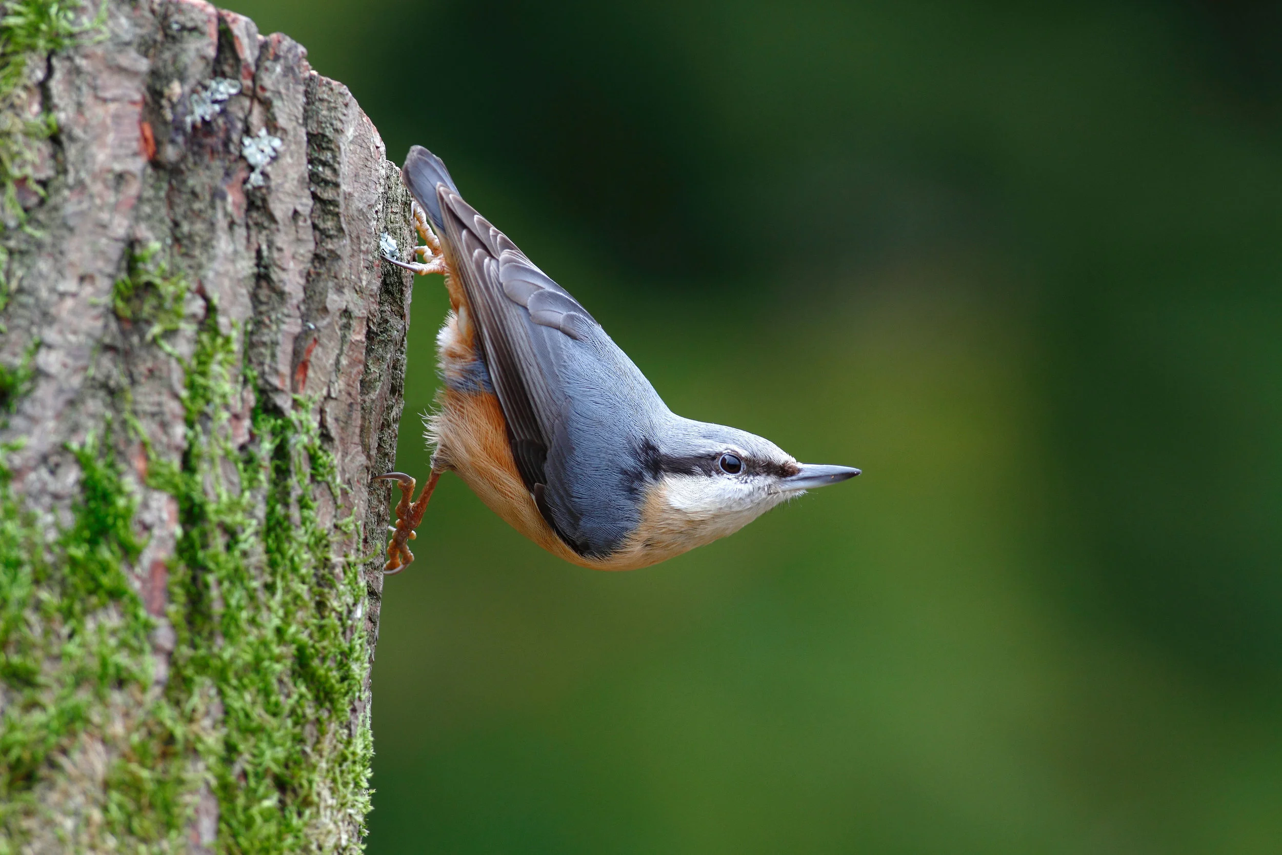 Nuthatch in typical upside-down mode