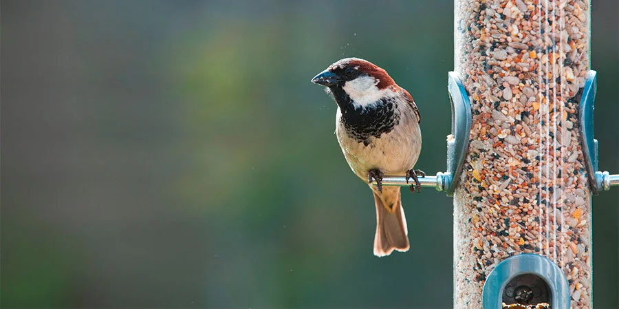 Pic: Tim Gainey/Alamy