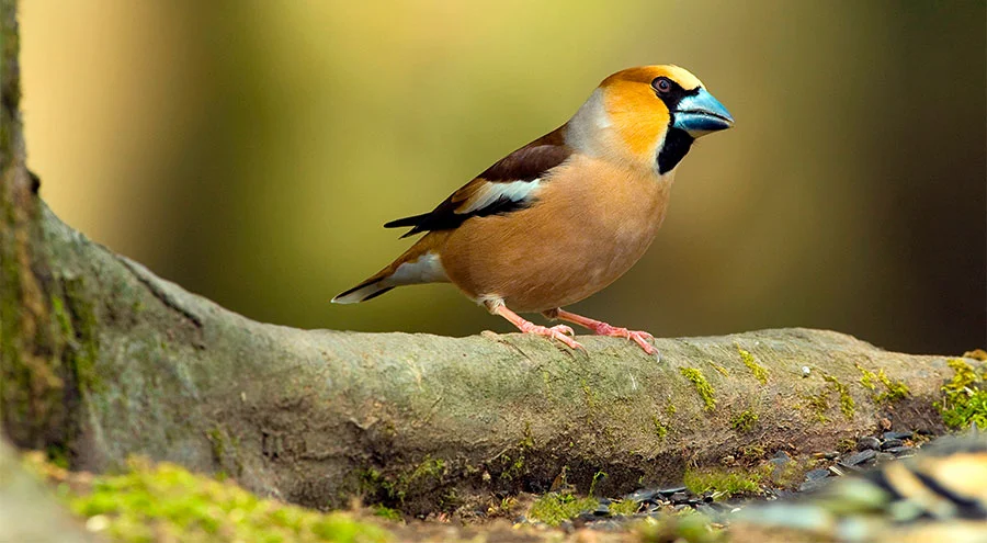 Pic: David Slater/Alamy