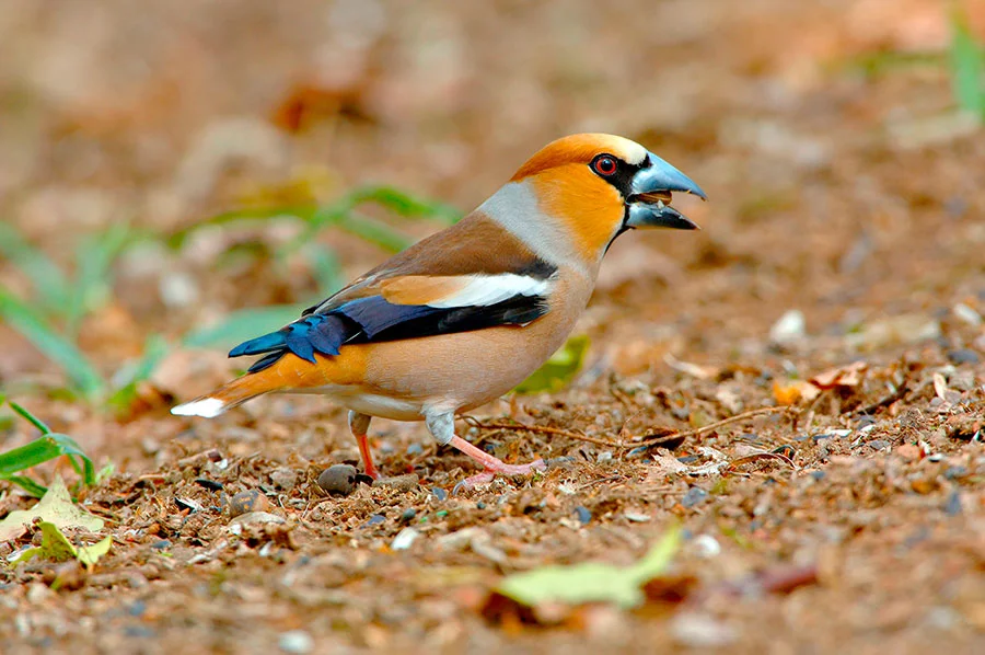 Pic: Danita Delimont/Alamy