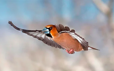 Pic: imageBROKER/Alamy