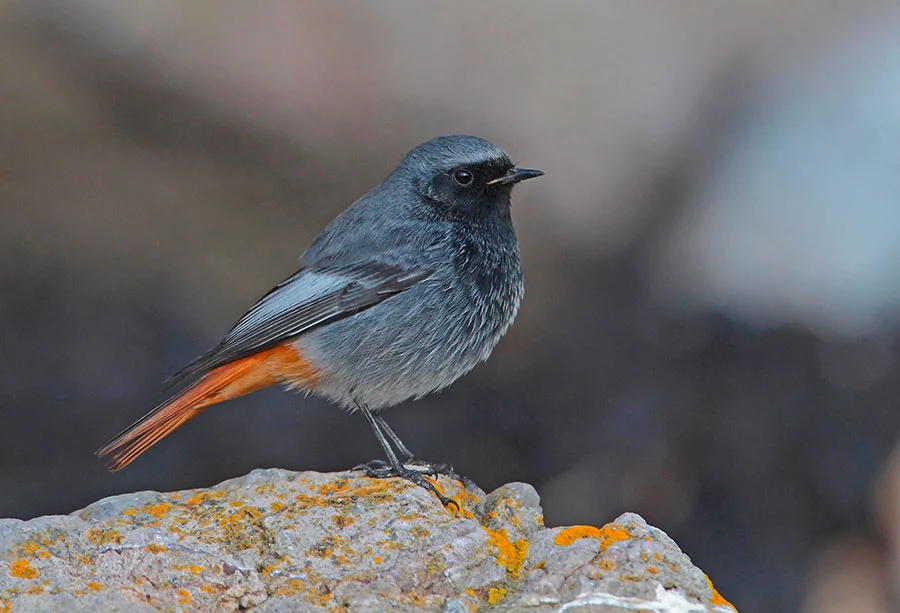 Pic: Christopher Cook / Alamy