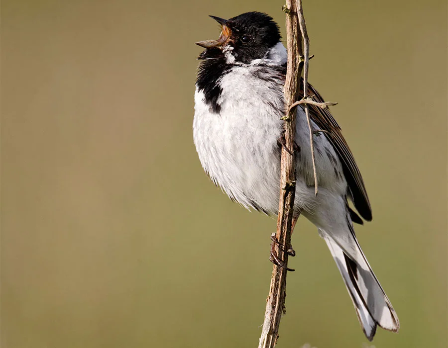 Pic: Mike Lane/Alamy