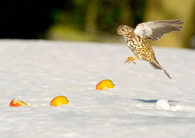Pic: Sandra Price/Alamy