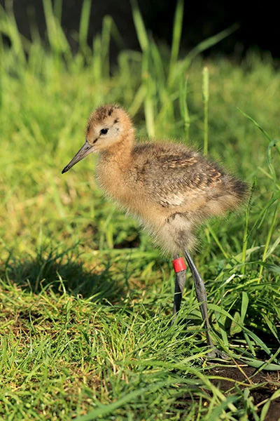 WWT
