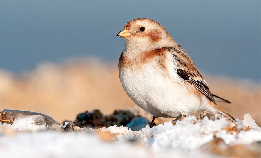 Image: David Osborn/Alamy