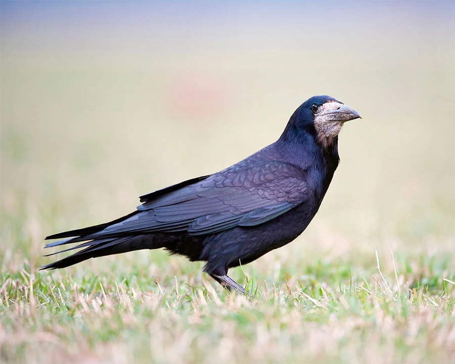 Image: Green Planet Photography/Alamy