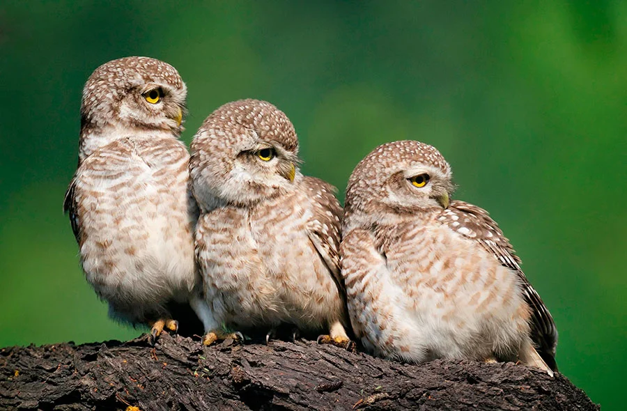 Spotted Owlets by Ganesh H Shankar/Alamy