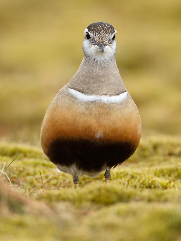 Nature Picture Library / Alamy