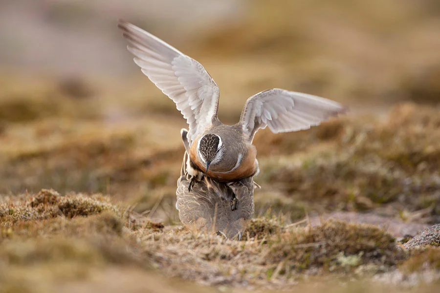 Nature Picture Library / Alamy