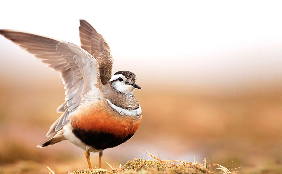 Nature Picture Library / Alamy