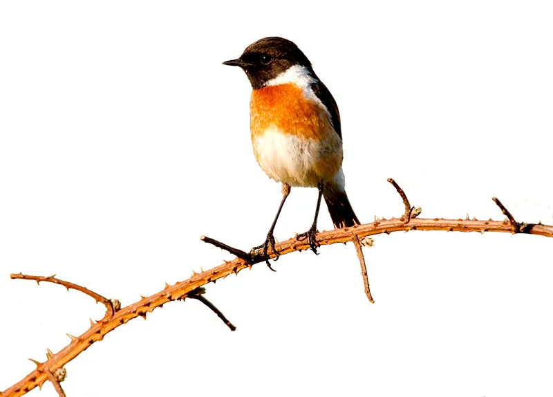 Stonechat Mike Lane/Alamy