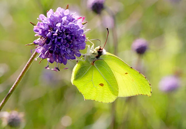 Brimstone Butterfly Naturepix/Alamy