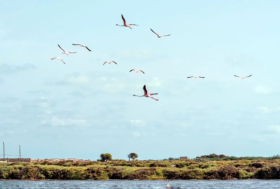 Flamingoes taking flight over the salt lakes at Santa Pola - Colin Majury/Alamy