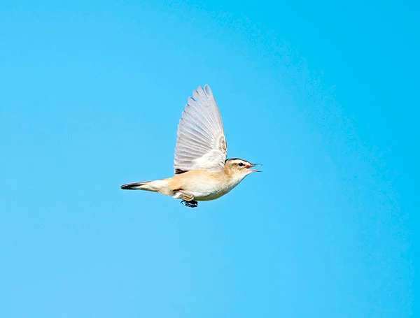 David tipling/Alamy