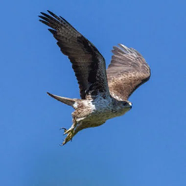 bonelliseagleliftoff_pg-square.jpg