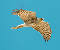 Nature Photographers Ltd/Alamy