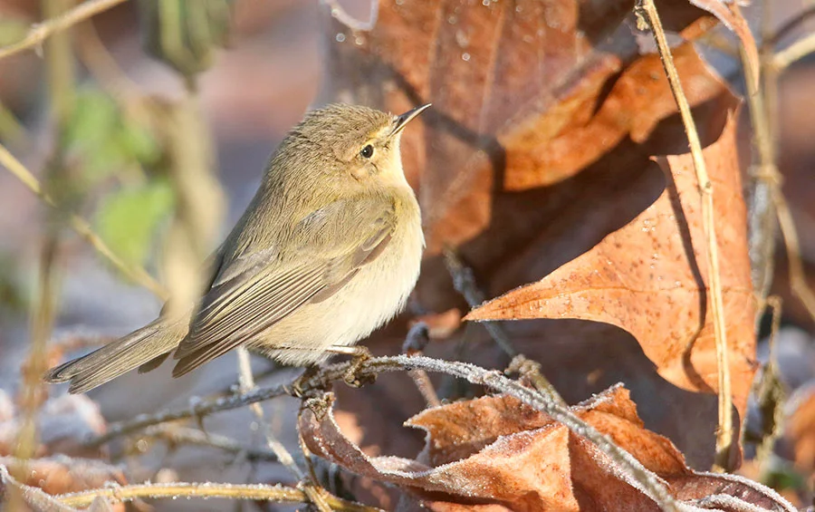 ChiffchaffHKPFT6.jpg