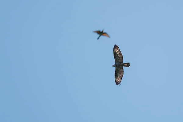 Honey Buzzard (and Bee-eater). Pic: David Lindo