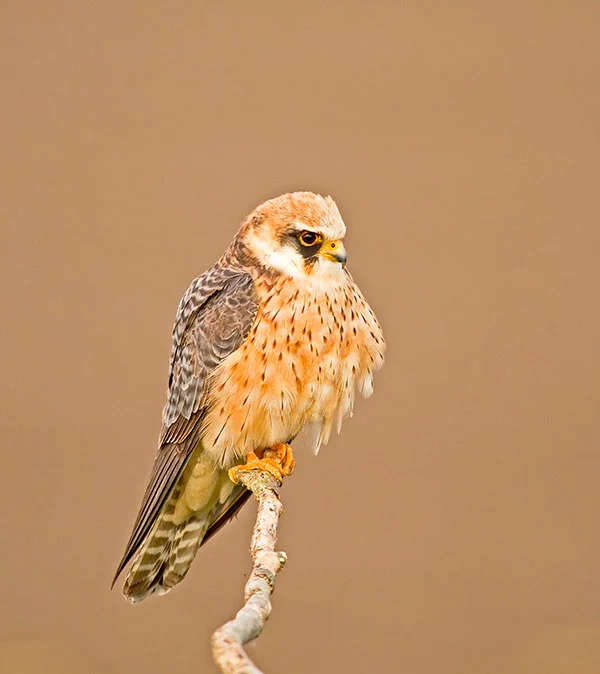Red-footed Falcon. Pic: Garth Peacock/Alamy