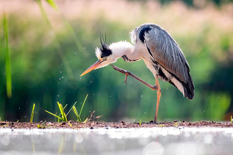 Pic: imageBROKER/Alamy