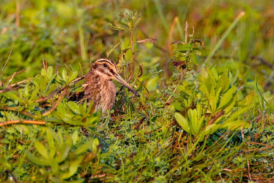 Pic: Buiten-Beeld/Alamy