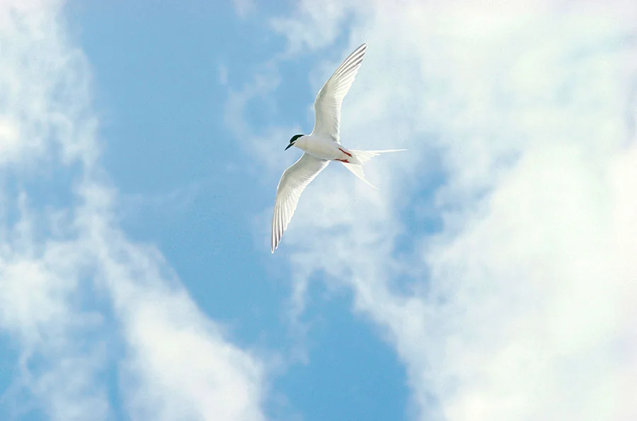 tern.jpg