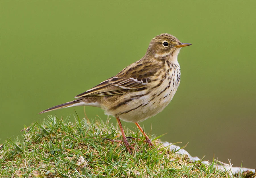 meadow-pipit.jpg