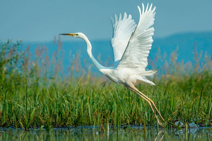 Great-White-Egret-in-flight.jpg