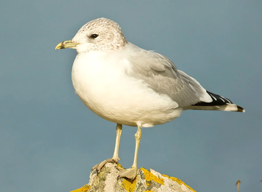 WILDLIFE GmbH/Alamy