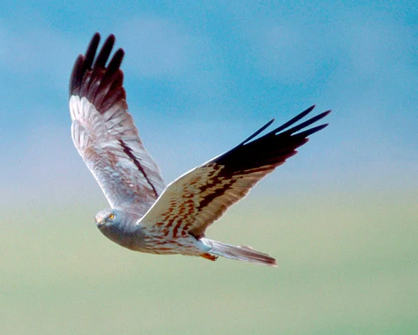 Montagu’s Harrier by Arco Images GmbH/Alamy