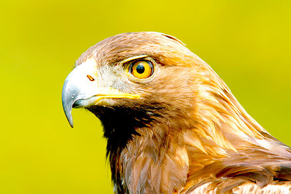 Golden Eagle by William Leaman/Alamy