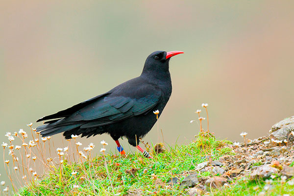 Chough by Lewis Thomson/Alamy