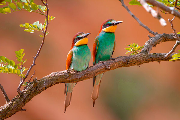 Seeing Bee-eayers is one of Fyfe’s favourite birding experiences. Pic: blickwinkel/Alamy
