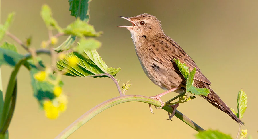 David Tipling Photo Library/Alamy