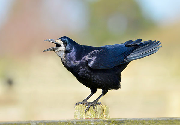 Nature Photographers Ltd/Alamy