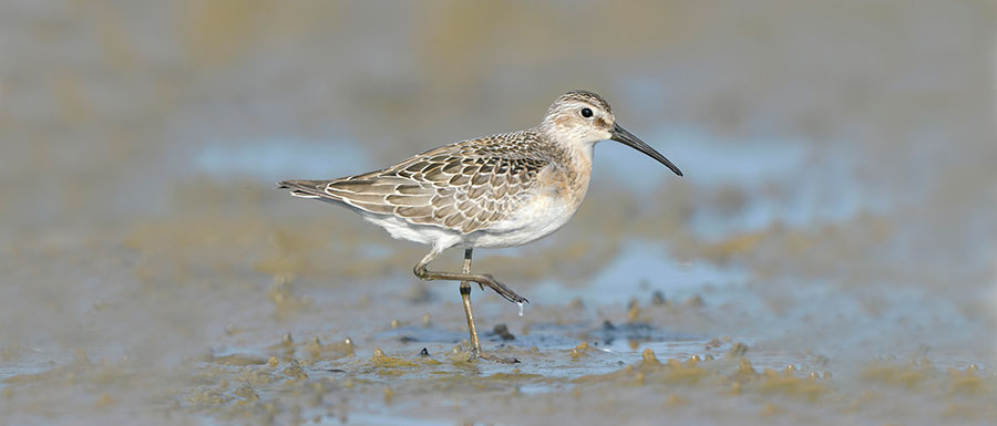 Image: Nature Photographers Ltd/Alamy